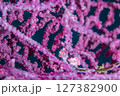 仲良しニコイチ 127382900