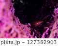 家に忍 127382903