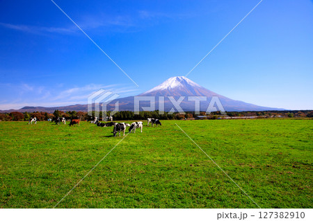 朝霧高原牧場の牛と雄大な富士山の風景 静岡県富士宮市 朝霧高原牧場の牛と雄大な富士山の風景 静岡県富士宮市 127382910