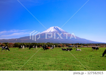 朝霧高原牧場の牛と雄大な富士山の風景 静岡県富士宮市 朝霧高原牧場の牛と雄大な富士山の風景 静岡県富士宮市 127382915