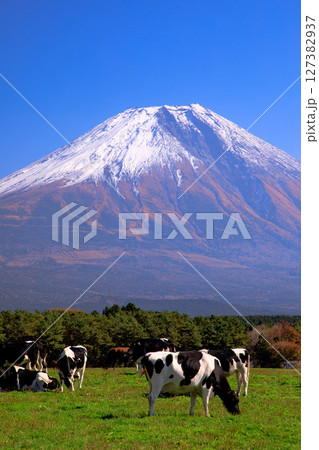 朝霧高原牧場の牛と雄大な富士山の風景　静岡県富士宮市 127382937