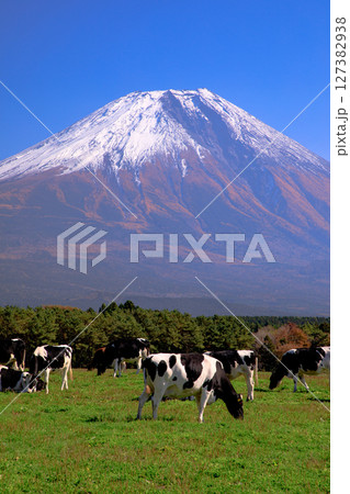朝霧高原牧場の牛と雄大な富士山の風景　静岡県富士宮市 127382938