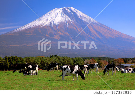 朝霧高原牧場の牛と雄大な富士山の風景 静岡県富士宮市 朝霧高原牧場の牛と雄大な富士山の風景 静岡県富士宮市 127382939
