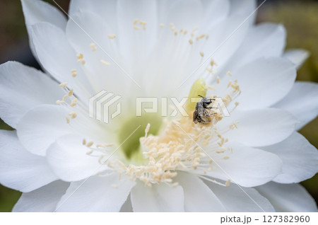 Stingless bee while collecting nectar from cactus flower. Bees feed on and require both nectar and pollen. The nectar is for energy and the pollen provides protein and other nutrients. 127382960