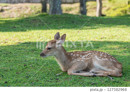 木陰で体を休める子鹿　奈良公園 127382968