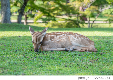 木陰で体を休める子鹿　奈良公園 127382973