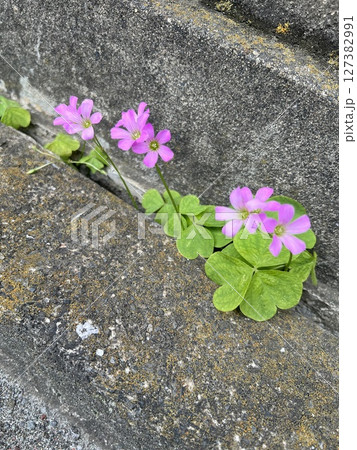 ムラサキカタバミ(道端の小さなピンクのかわいい花)#2 127382991