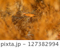 隠れ家 127382994