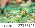 ぴょこぴょこ 127382995