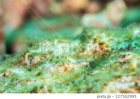 ぴょこぴょこ 127382995