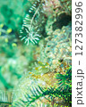 海森 127382996