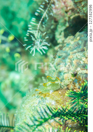 海森 127382996
