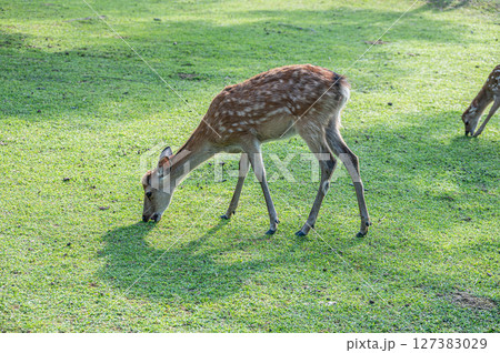 草を食べる鹿　奈良公園 127383029