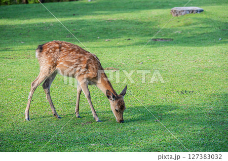 草を食べる鹿　奈良公園 127383032