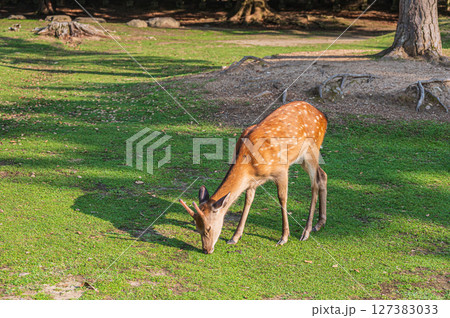 草を食べる鹿　奈良公園 127383033
