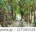 緑に囲まれた小道 127383128
