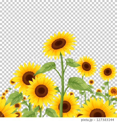 Sunflowers blooming against the blue sky - a refreshing background 127383144