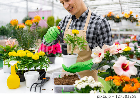 A man in green gloves transplants a flower in a greenhouse, surrounded by vibrant blooms. 127383259