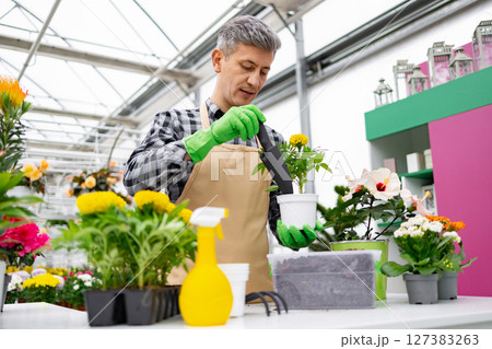 A man in an apron and gloves planting a flower in a white pot, surrounded by other plants in a greenhouse setting. 127383263