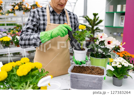 A gardener in an apron and gloves transplants a yellow flower into a new pot in a greenhouse. 127383264