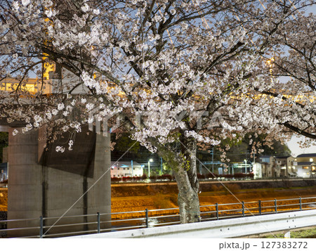 猪名川沿いに咲く桜並木 猪名川沿いに咲く桜並木 127383272