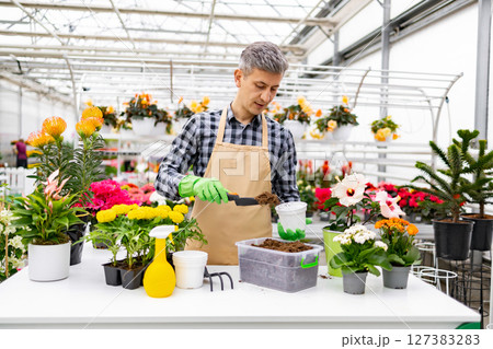 A man wearing an apron and gloves transplants flowers in a greenhouse setting with a variety of plants. A man wearing an apron and gloves transplants flowers in a greenhouse setting with a variety of plants. 127383283