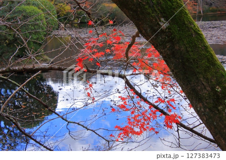 京都石庭で有名な龍安寺と隠れた紅葉の名所鏡容池 京都石庭で有名な龍安寺と隠れた紅葉の名所鏡容池 127383473