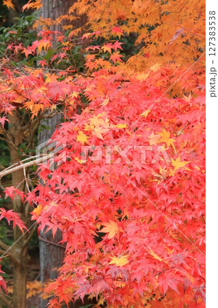 京都石庭で有名な龍安寺と隠れた紅葉の名所鏡容池 京都石庭で有名な龍安寺と隠れた紅葉の名所鏡容池 127383538