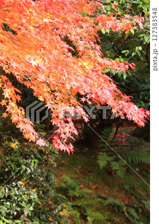 京都石庭で有名な龍安寺と隠れた紅葉の名所鏡容池 京都石庭で有名な龍安寺と隠れた紅葉の名所鏡容池 127383548