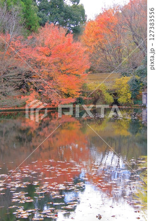 京都石庭で有名な龍安寺と隠れた紅葉の名所鏡容池 京都石庭で有名な龍安寺と隠れた紅葉の名所鏡容池 127383556