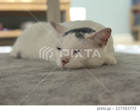 うとうとする猫 うとうとする猫 127383772