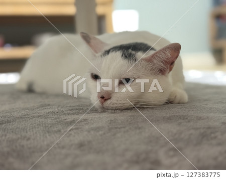 うとうとする猫 うとうとする猫 127383775