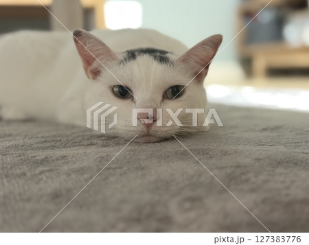 寝転ぶ猫 127383776