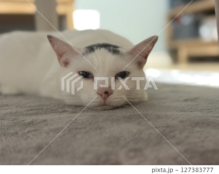 陰に寝転んで寝そうな猫 127383777