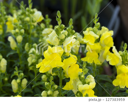 花壇に咲いた黄色の金魚草 花壇に咲いた黄色の金魚草 127383959