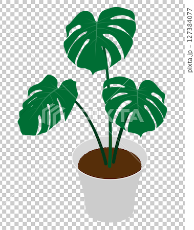 盆栽龜背竹等距 127384077