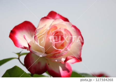 綺麗に咲く赤いバラの花 綺麗に咲く赤いバラの花 127384268