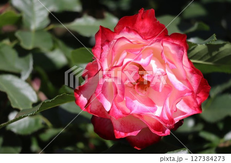綺麗に咲く赤いバラの花 綺麗に咲く赤いバラの花 127384273
