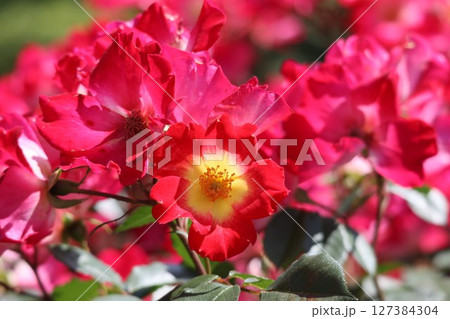 綺麗に咲く赤いバラの花 127384304