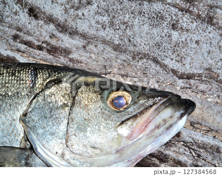 ヒラスズキの顔 ヒラスズキの顔 127384568