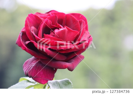 綺麗に咲く赤いバラの花 綺麗に咲く赤いバラの花 127384736