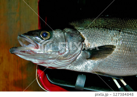 夜釣りで掛けた堂々たる体躯のヒラスズキ 夜釣りで掛けた堂々たる体躯のヒラスズキ 127384848