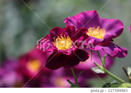 綺麗に咲く赤いバラの花 127384863