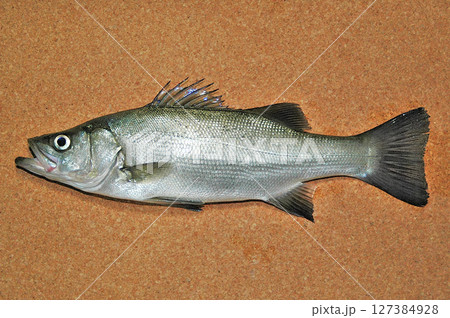 夜釣りで掛けた堂々たる体躯のヒラスズキ 夜釣りで掛けた堂々たる体躯のヒラスズキ 127384928