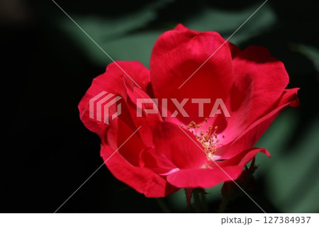 綺麗に咲く赤いバラの花 127384937