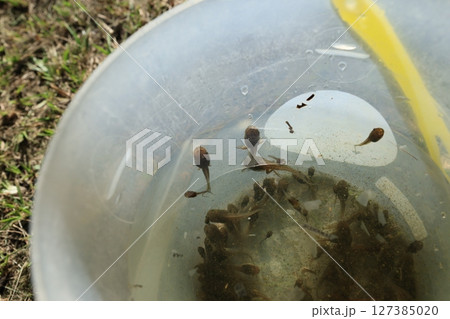 おたまじゃくし オタマジャクシ お玉杓子 127385020