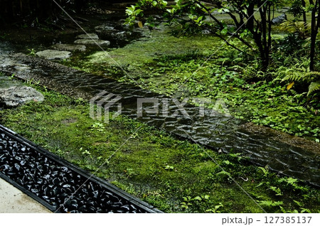 苔むした庭園 苔むした庭園 127385137