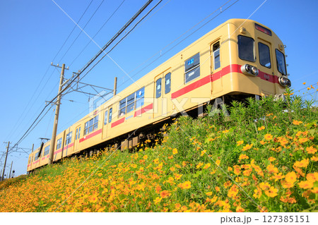 オオキンケイギクと西鉄600形電車（西日本鉄道） 127385151