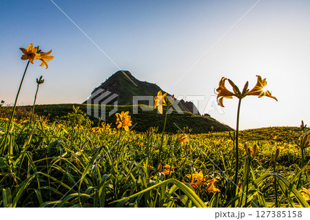 【新潟県_大野亀】花の島 佐渡 大地を埋め尽くす黄色い絨毯に､紺碧の日本海 5月 6月 127385158