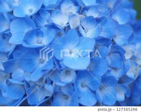 青い紫陽花 127385266